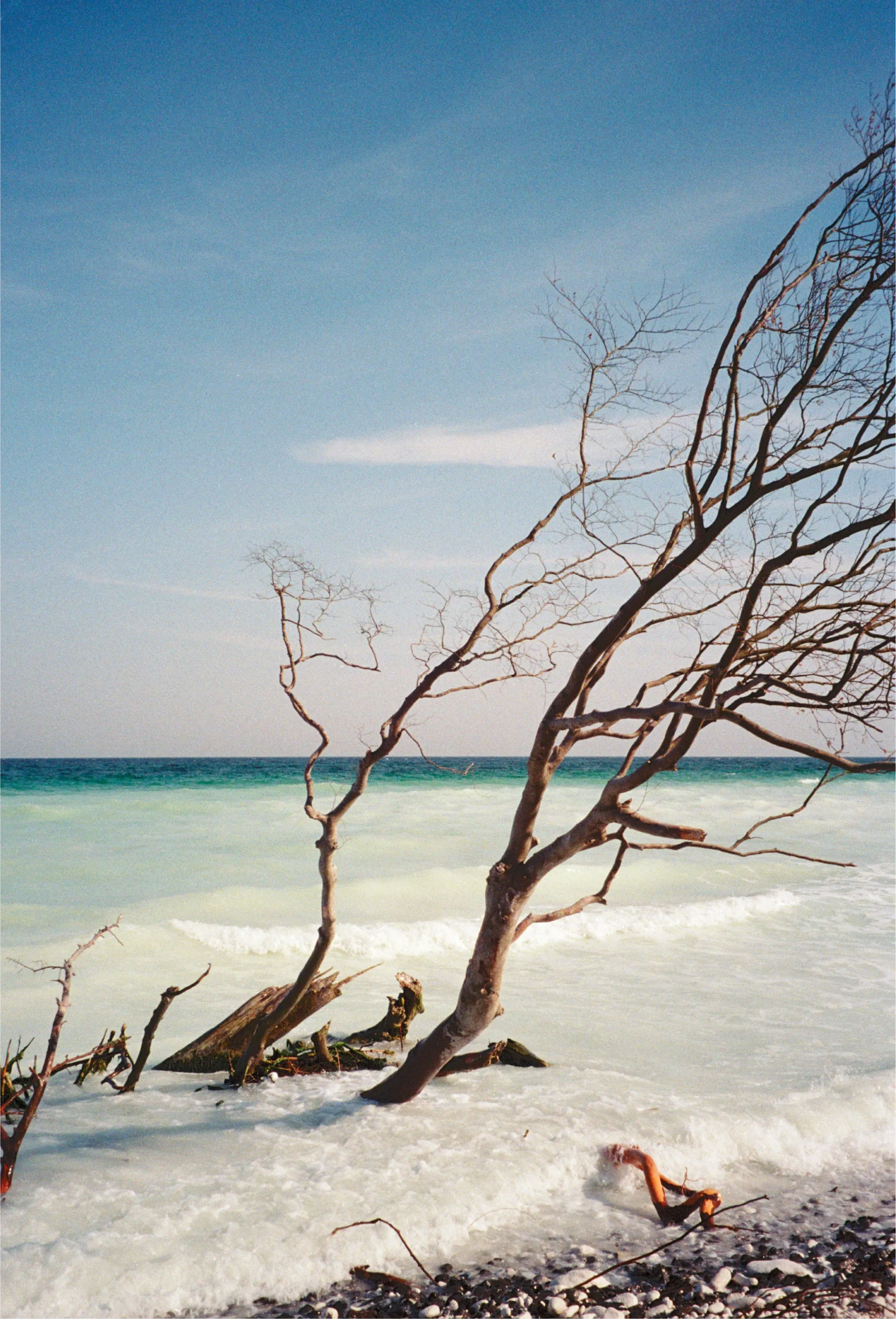 Bare wind-bent trees leaning low over foaming surf on a pebble beach, turquoise water and blue sky beyond.